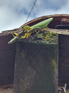 Negative interaction of Hierodula patellifera preying on a wall lizard
