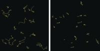 B Cell Migration Blocked