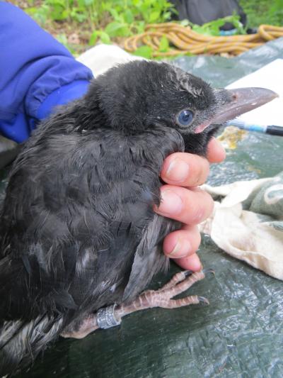A Tale of Two Crow Genomes (2 of 15)