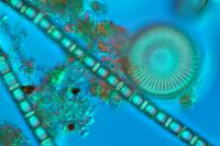 Diatoms