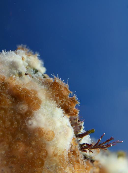Close-up of O. patagonica