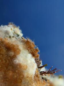 Close-up of O. patagonica