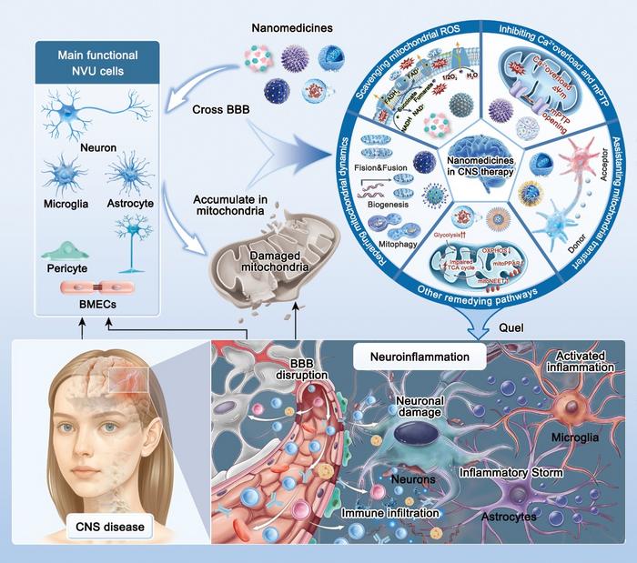 Schematic illustration of nanomedicine-mediated mitochondrial repair for neuroinflammation suppression