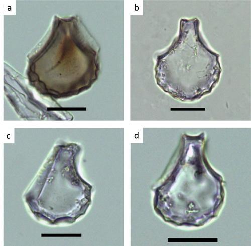 Rice Bulliform Phytoliths