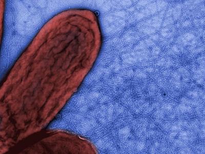 Geobacter Pili and Nanowire Network