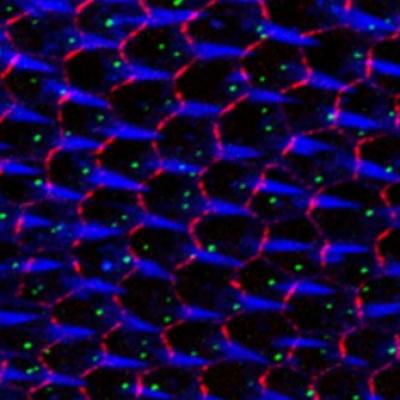 Drosophila Wing Epithelial Cells Labelled with Fmi, Phalloidin and Sas4-GFP