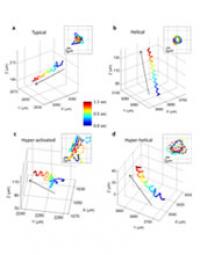 Images Showing Human Male Gamete Cell Swimming Patterns