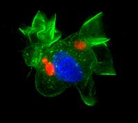 Immune Cell