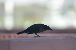 Juvenile great-tailed grackle