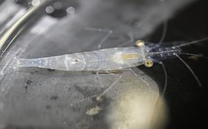Ghost shrimp (Palaemonetes paludosus) used in Connecticut College lab study