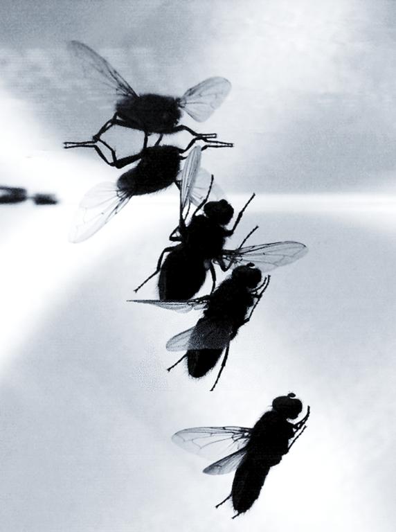 Ceiling Fly
