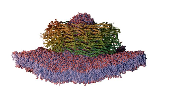 Protein complex