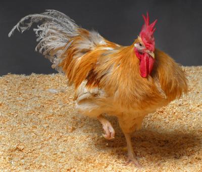 Chickens to Halt the Spread of Bird Flu (2 of 7)