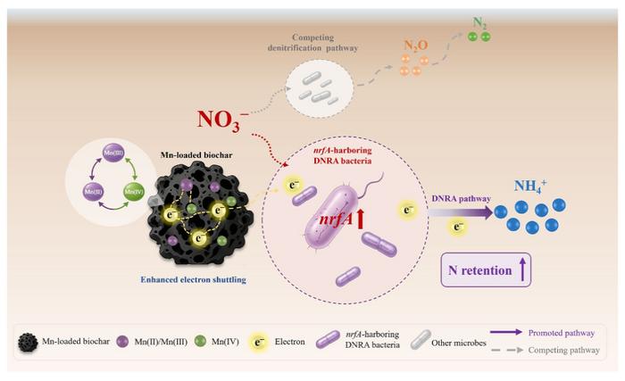 Redox-active Mn loading enhances the electron-shuttling capacity of biochar to promote DNRA in soil