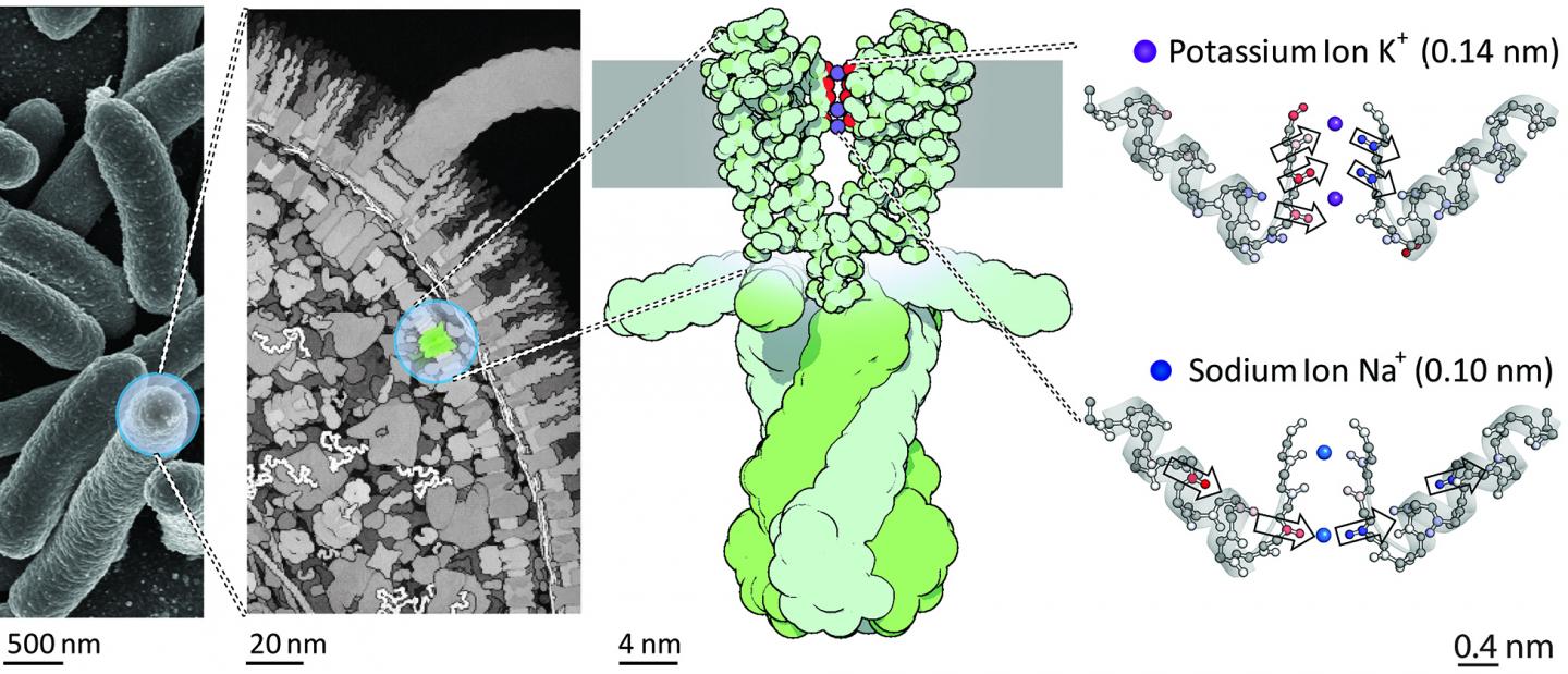 Potassium Channel