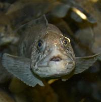 Atlantic Wolffish