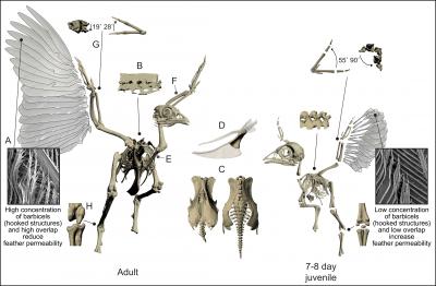 Ontogeny of Flight Aptations
