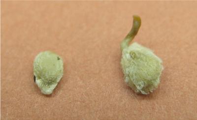 Nano Seed