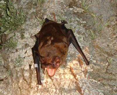 Nyctalus lasiopterus
