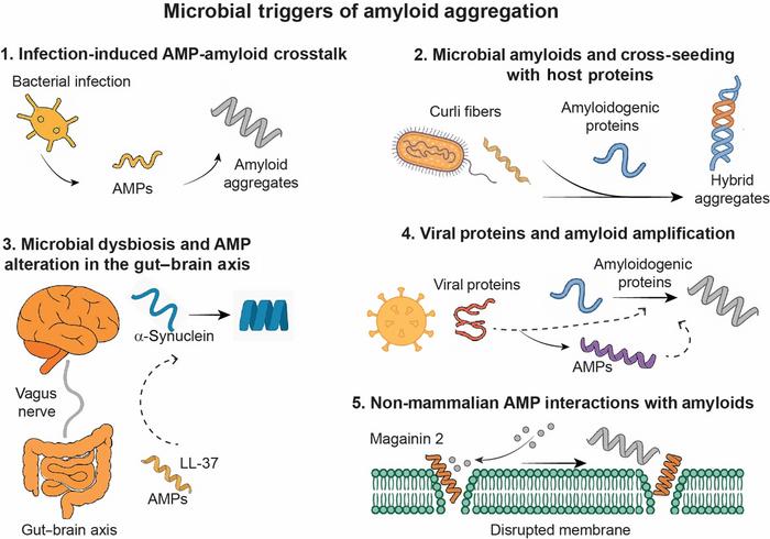 Figure 1. Schematic summary of microbial triggers and mechanisms underlying amyloid aggregation.