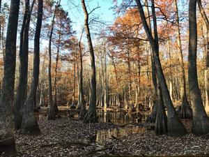 Illinois Swamp