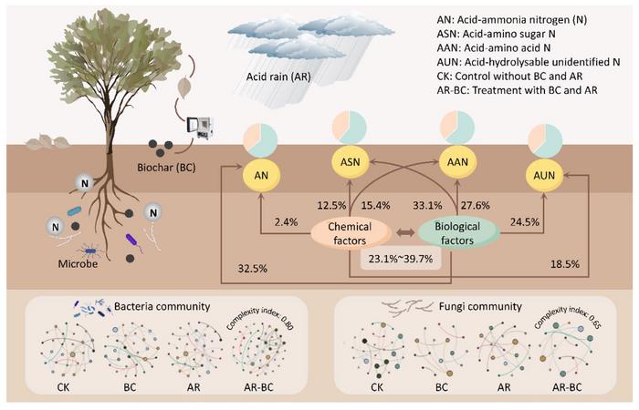Biochar-driven biological regulation dominates acid-hydrolyzable nitrogen accumulation in plantation soils under acid rain stress