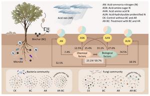 Biochar-driven biological regulation dominates acid-hydrolyzable nitrogen accumulation in plantation soils under acid rain stress