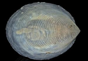 Veleropilina gretchenae