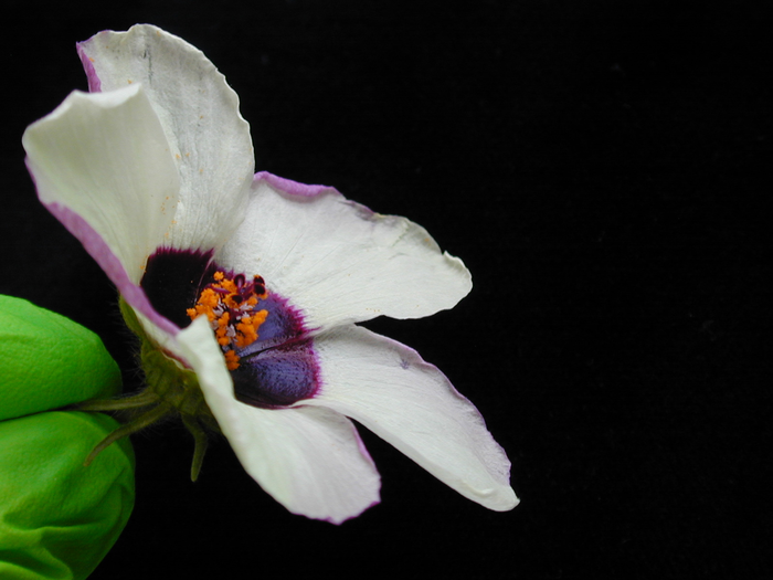 Hibiscus trionum flower