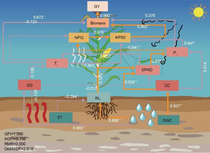 Fig.1 Structural equation model between soil water content (SWC), soil temperature (ST), root length (RL), canopy cover (CC), leaf stay-greenness (SG), chlorophyll content (SPAD), photosynthetic rate (Pn), transpiration rate (Tr), dissipation of excess en