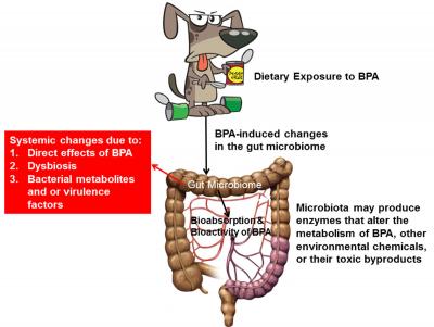 BPA in Canned Dog Food Causes Changes in Microbiota