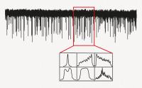Measurement of Glutamate