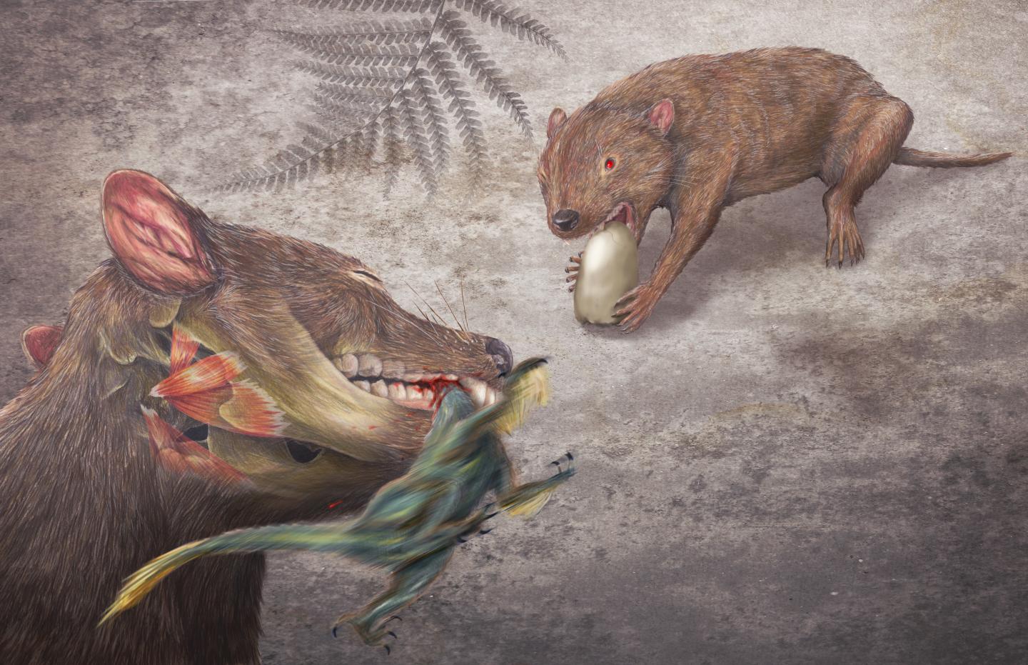 Marsupial Illustration