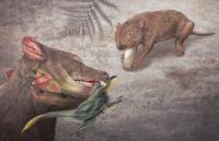 Marsupial Illustration