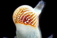 Micrograph of Compound Eye