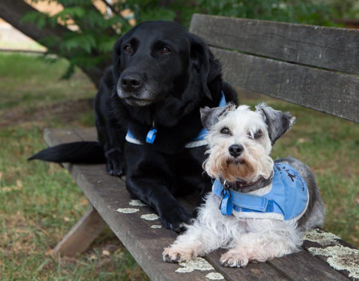 Dogs