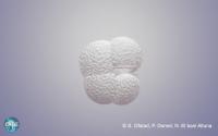 Foraminifera
