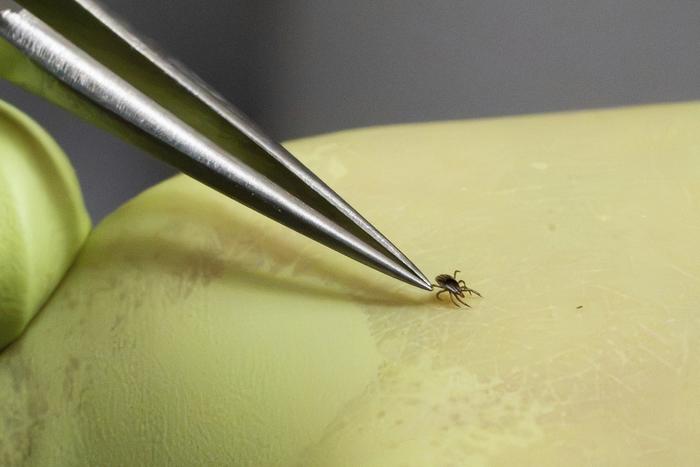 Fighting Lyme Disease
