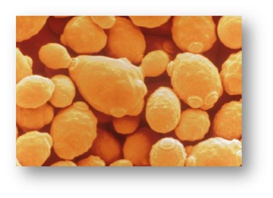 Yeast