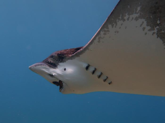 Whitespotted Eagle Ray