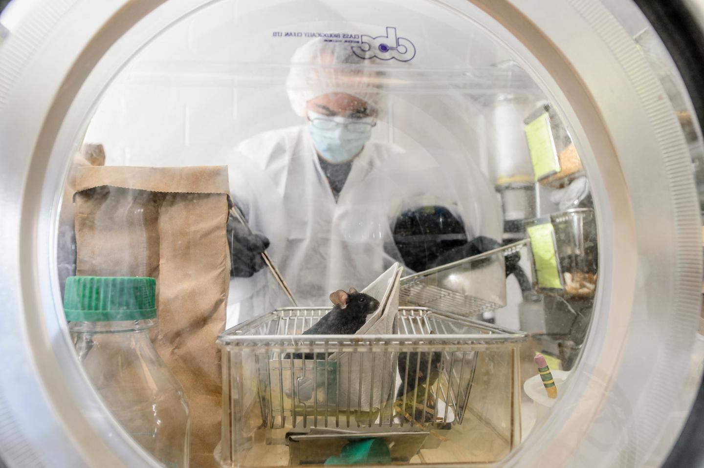 Germ-Free Mice
