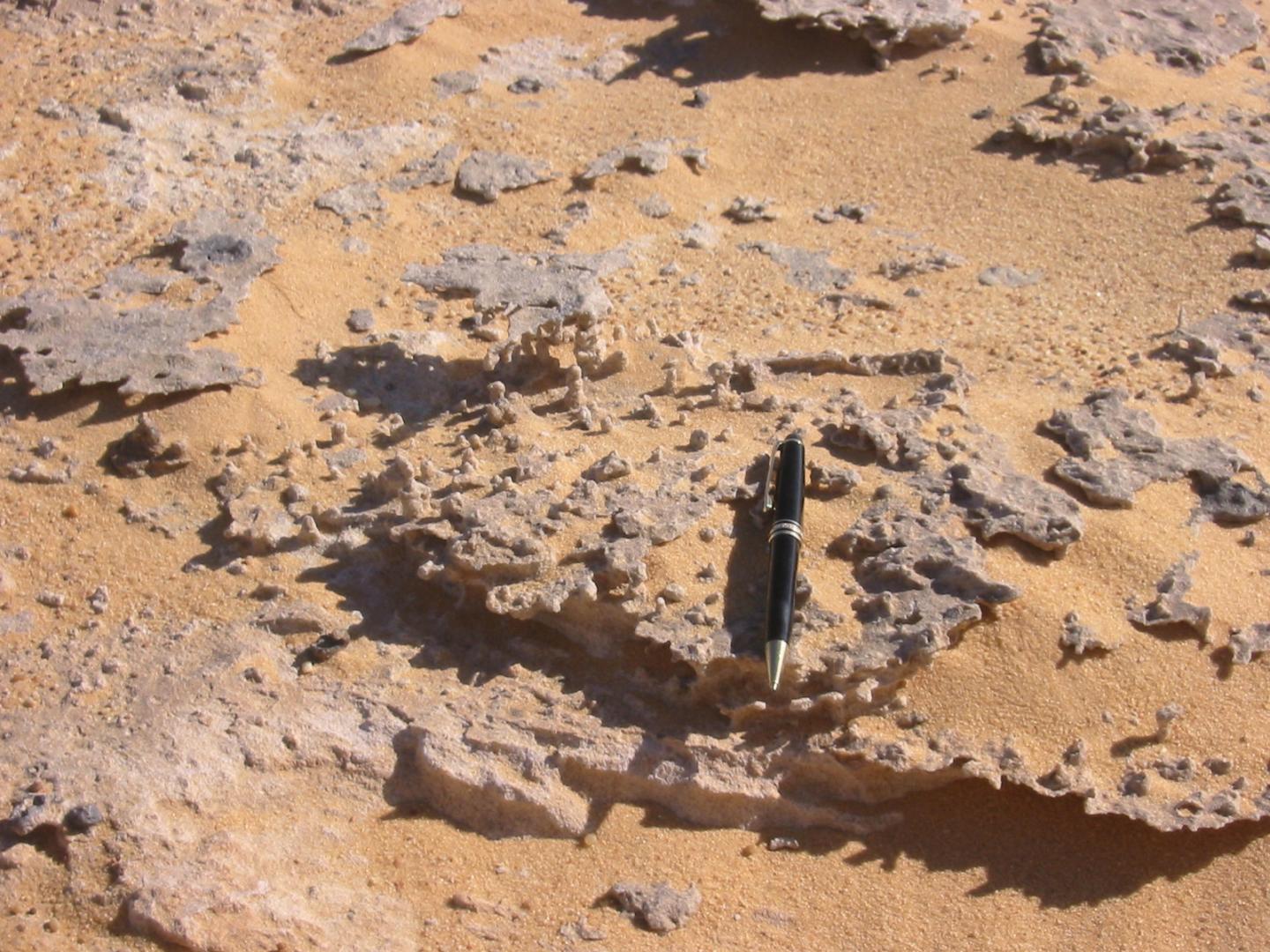 'Pipe-Rock' (with Skolithos) of lower Middle Cambrian age unconformity covering the Saharide basement in Jabal ben Ghanimah, Libya