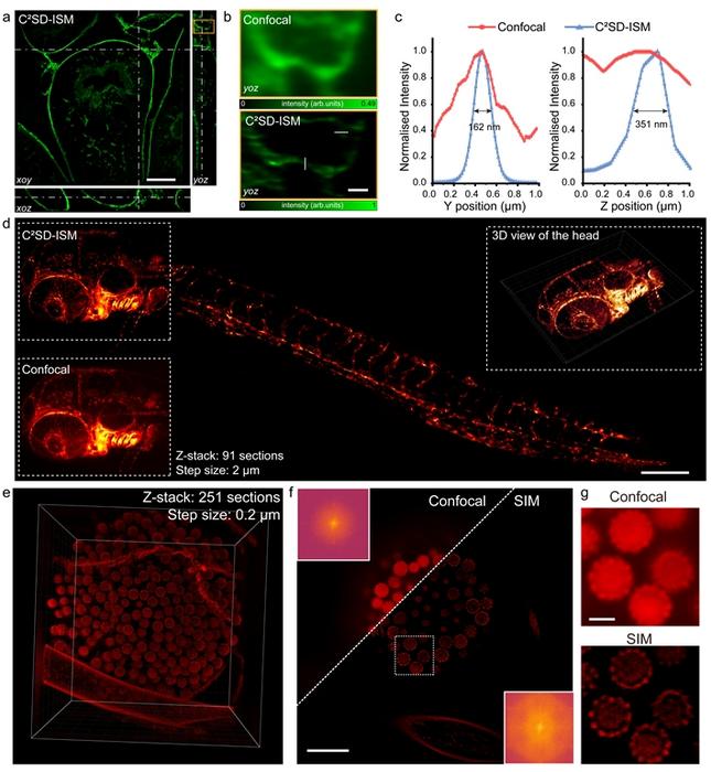 Figure 3 | Super-resolution imaging of biological tissues.