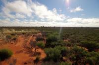 Desert Myrtle Shrubland
