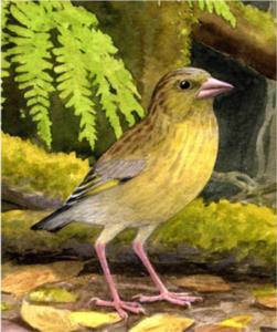 slender billed greenfinch