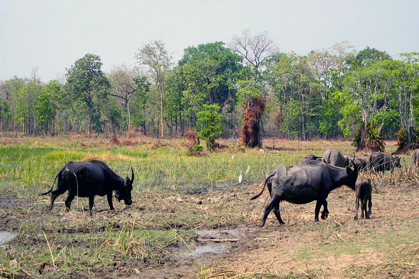 Agriculture