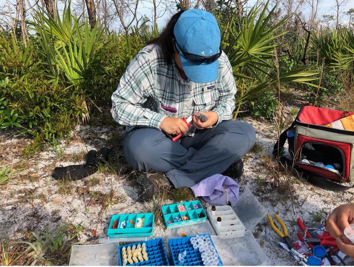 Lauren Deaner Tags Scrub-Jay