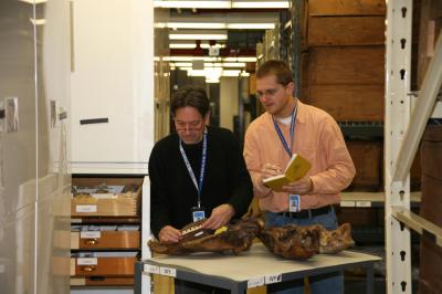 The Slow Evolution of Horses' Teeth (3 of 5)