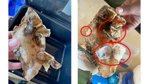 Before and after crab feeding