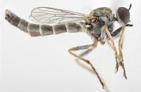 The Newly Discovered Assassin Fly Species